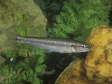 Creek Chub (Semotilus Atromaculatus)  Virginia  USA