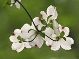 Flowering Dogwood Flowers  Cornus Florida  Louisville  Kentucky  USA