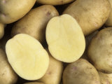 Yukon Gold' Potato Variety