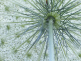 Queen Anne's Lace or Wild Carrot Flower Viewed from Below  Daucus Carota  North America
