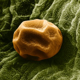 Grass Pollen Sem X750