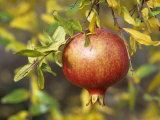 Pomegranate Fruit on a Tree (Punica Granatum)
