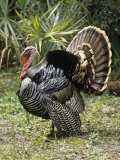 Male or Tom Osceola Wild Turkey Displaying  Meleagris Gallopavo Osceola  Florida  USA
