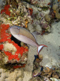 Blue-Lined Triggerfish (Xanthichthys Caeruleolineatus)  Hawaii  USA