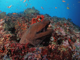 Giant Moray Eel (Gymnothorax Javanicus) Maldive Islands  Indian Ocean