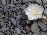 Bitterroot Flower  Lewisia Rediviva  the Montana State Flower  USA