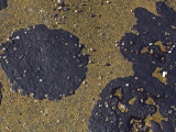 Tar Spot Algae