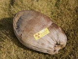 Radioactive Coconut at Bikini Atoll  Marshall Islands  Micronesia  Pacific Ocean