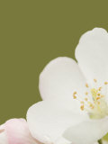 Apple Blossom