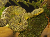 Bush Viper  Atheris Squamiger