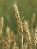 Beardless Wheat Heads    Triticum Aestivum
