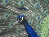 Close-Up of a Male Peacock Displaying (Pavo Cristatus)