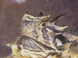 Texas Horned Lizard Head  Phrynosoma Cornutum  North America