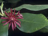 Star Anise (Illicium Floridanum)  Southern USA