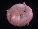 Potato with Sprouting Eyes  Solanum Tuberosum