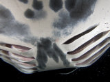 Close Up of the Gill Slits of a Manta Ray (Manta Birostris)  Hawaii  USA
