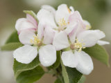 Apple Blossoms