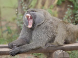Olive Baboon Yawning (Papio Anubis)