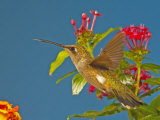 Broad-Tailed Hummingbird