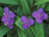 Spiderwort Flowers  Tradescantia Virginiana  Kentucky  USA