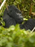 Mountain Gorilla  Gorilla Gorilla Beringei  Eating in Volcanoes National Park  Rwanda  Africa