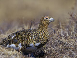 A Female Willow Ptarmigan in Summer  Alaska  USA