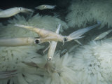 Common or Market Squid Mating with Egg Cases on the Sea Floor (Loligo Opalescens) California  USA