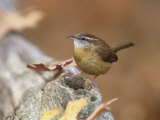 Carolina Wren (Thryothorus Ludovicianus)  Eastern North America