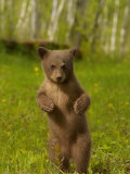 Black Bear  Ursus Americanus  Female Cub Standing Upright  North America