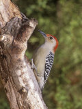Red-Bellied Woodpecker  Melanerpes Carolinus