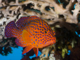 Coral Grouper (Cephalopholis Miniata)  Bali  Indonesia