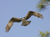 Osprey Flying (Pandion Haliaetus)  Florida  USA