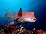 Harlequin Wrasse (Bodianus Clancheri) Galapagos Islands  Pacific Ocean