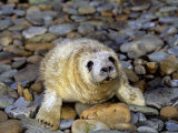 Gray Seal Pup (Halichoerus Grypus)  Orkney Islands  Scotland  Uk