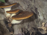 Polypore Mushrooms Growing on a Decaying Tree  Polyporus Squamosus  North America