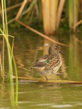 Green-Winged Teal (Anas Crecca) Female