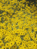 Black-Eyed Susans  Rudbeckia Fulgida Deamii  Asteraceae  North America