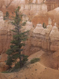 Douglas Fir  Pseudotsuga Menziesii  Bryce Canyon National Park  Utah  USA