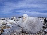 Giant Petrel Chick  Macronectes Giganteus  Falkland Islands