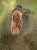 Olive Baboon Yawning  Papio Anubis  Tanzania  Africa