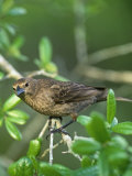 Female Brown-Headed Cowbird (Molothrus Ater)  North America