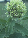 Green-Flowered Milkweed (Ascelpias Viridis)  North America