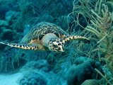 Hawksbill Sea Turtle  Eretmochelys Imbricata  Martinique  French West Indies  Caribbean Sea