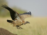 Immature Ruppell's Griffon Vulture Landing  Gyps Rueppellii  Maasai Mara  Kenya  Africa