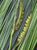 Surf Grass with Seeds  Phyllospadix Scouleri  Pacific Coast of North America