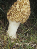 Morel Mushroom  Morchella Crassipes  Ascomycetes  North America