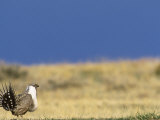 Male Greater Sage Grouse (Centrocercus Urophasianus) Mating Display on Lek  Wyoming  USA