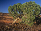 Utah Juniper  Juniperus Osteosperma  Southwestern North America