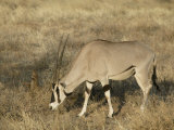 Oryx Grazing  Oryx Gaxella  Sambura  Kenya  Africa