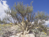 Elephant Tree  Bursera Microphylla  Sonoran Desert  Arizona  USA